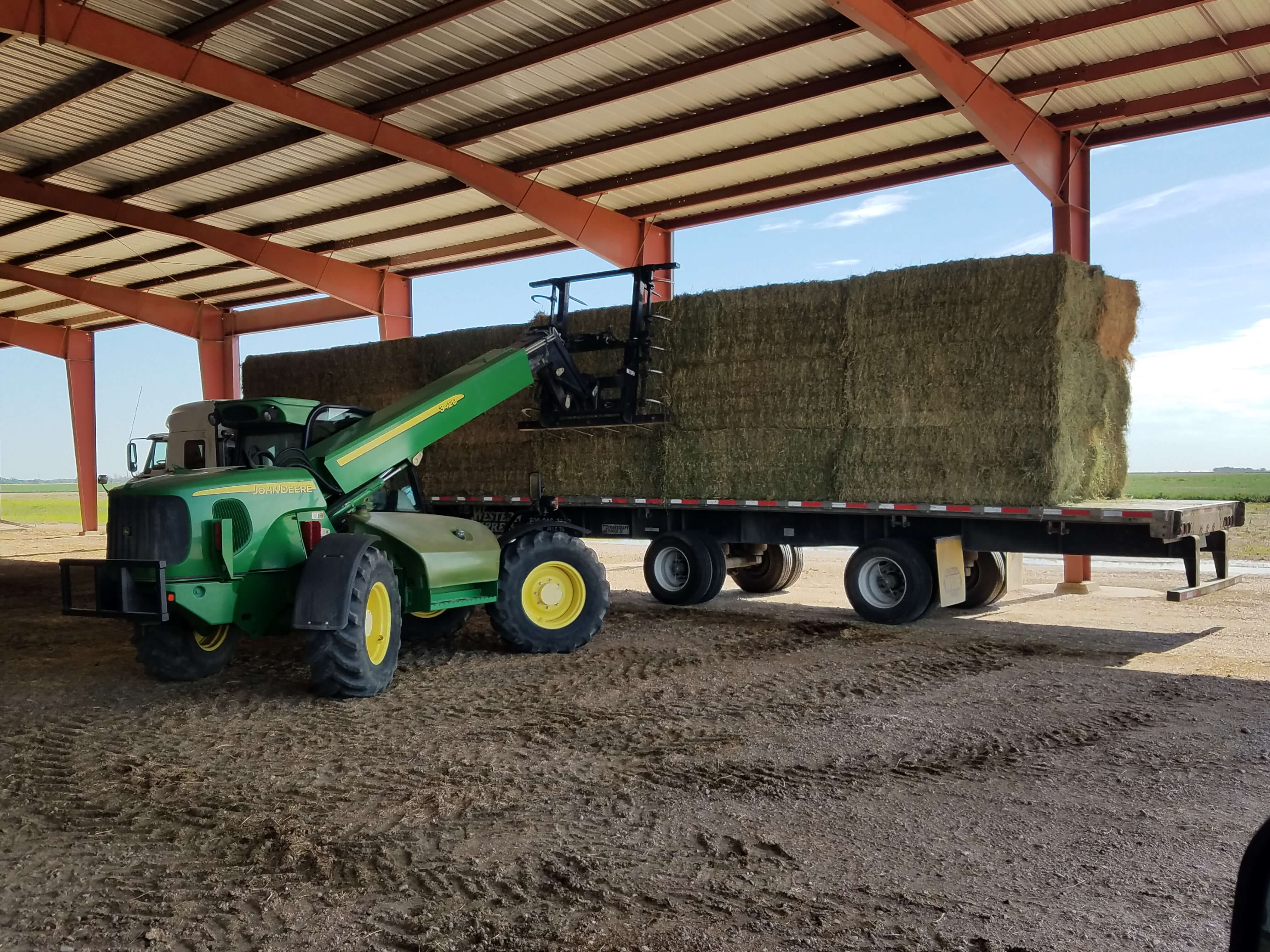 alfalfa hay for sale